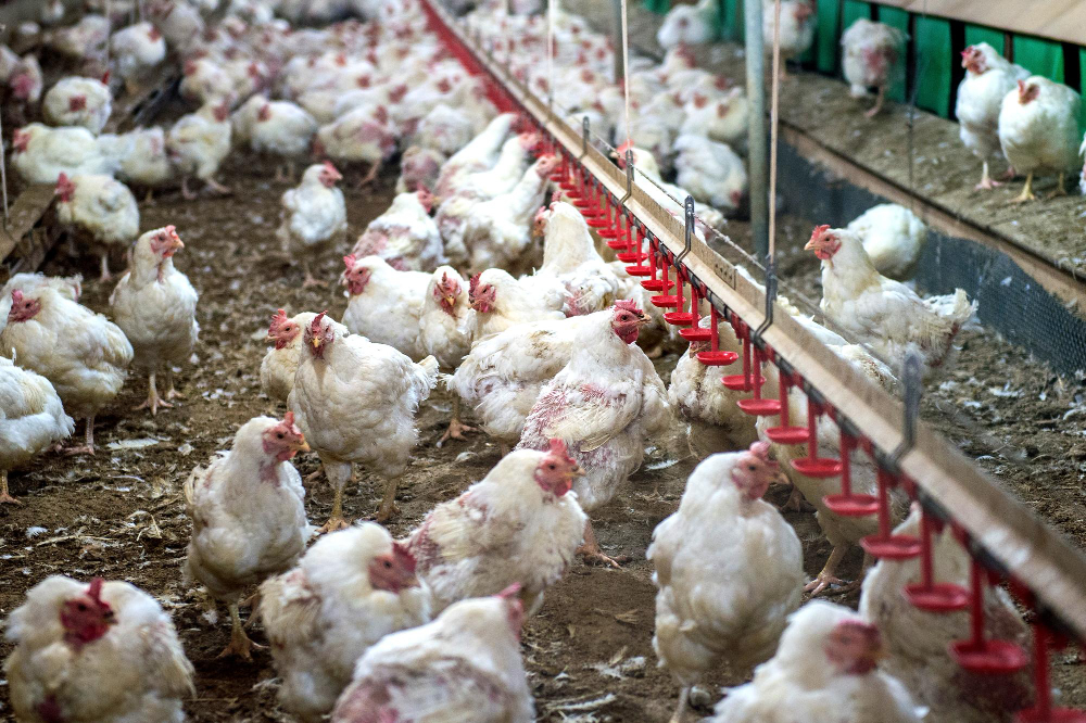  Poultry House Monitoring